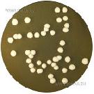 Oxytetracycline Glucose Yeast Extract Agar (O.G.Y.E.)