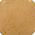 Tryptone Soya Agar USP (Soybean Casein Digest Medium)