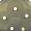 Sensitivity Test Agar (STA)