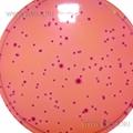 Violet Red Bile Agar with MUG (VRBA with MUG)