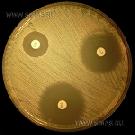 Mueller-Hinton Agar