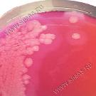 Bacillus cereus Medium (P.R.E.P.)