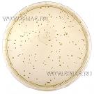 Reinforced Clostridial Agar